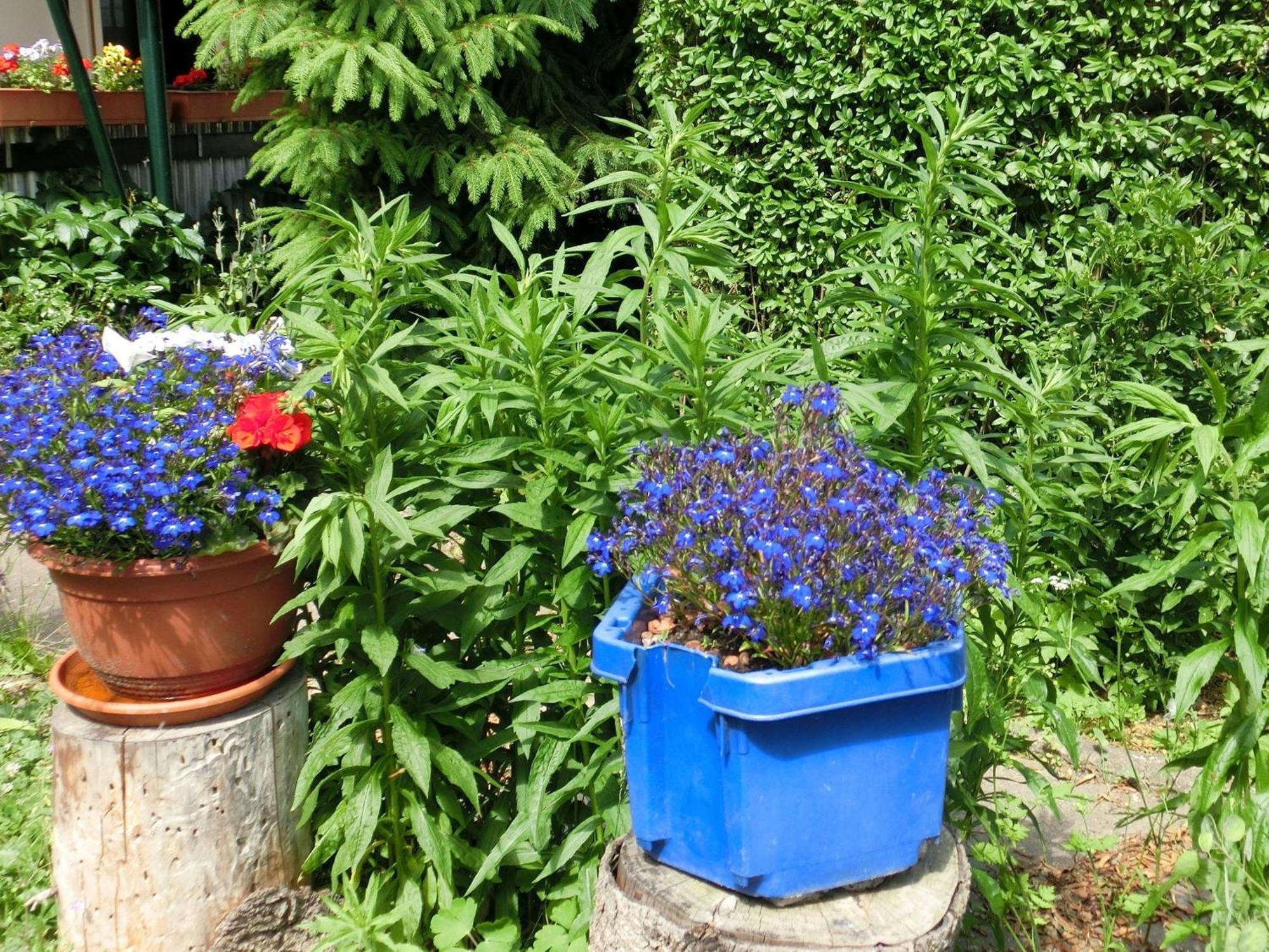 Holiday Home In Cattenstedt Harz With Garden Dış mekan fotoğraf